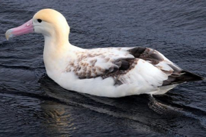 Птахи камчатка Птахи камчатка